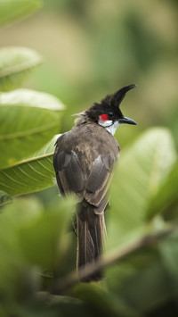 Red-whiskered Bulbul Bird