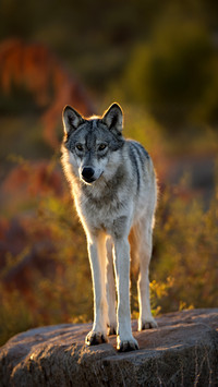 The most ferocious animal on earth 21