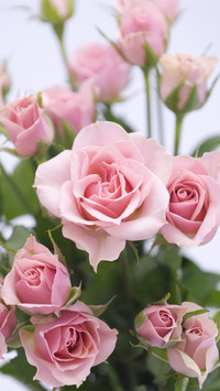 520 give you a different bunch 91