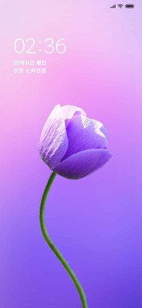 唯美 一朵花
