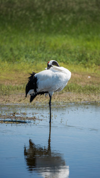 The redcrowned crane is actually a bald bird