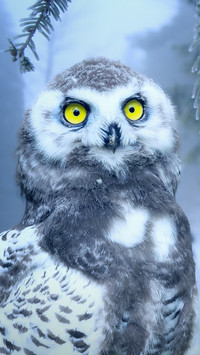 Owl You Need (6)