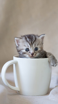 小奶猫可以萌到什么样