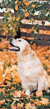 Dogs in Autumn-PAIXIN