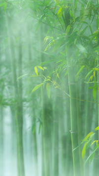The mist locks the deep shadows of the bamboo