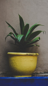 international_plant (2)