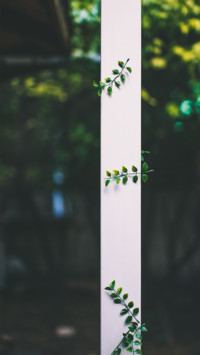 international_plant (10)