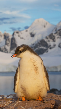 Cute penguin-03