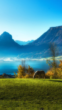 The pasture at the foot of the alps