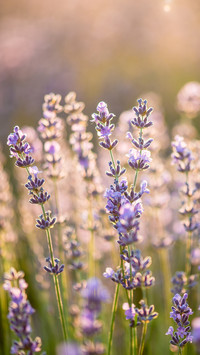 Flowers and plants