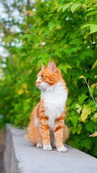猫为何能飞檐走壁