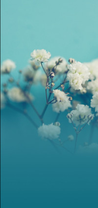 花期