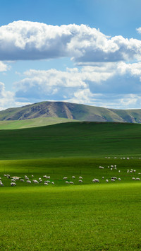 Cattle on the grassland