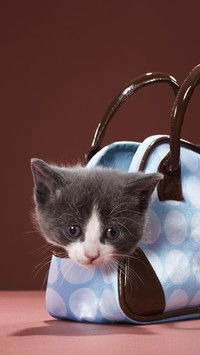 Cat favorite food list 26