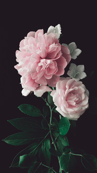 Pink Peony and Pink Rose on a Dark Background