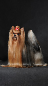 Dog hair loss has something to do with its owner 9