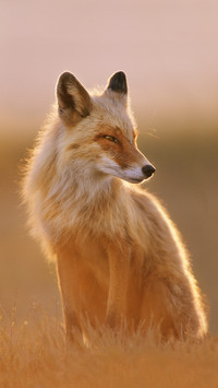 International-Fox