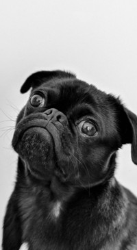 Cute Animals (15)