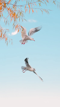 Bird Nature Wildlife Blue Fly Freedom Flight Air