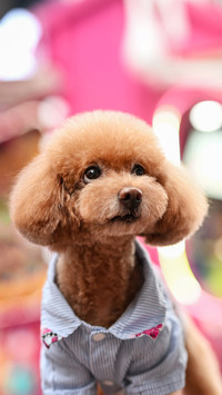 The poodle at the door