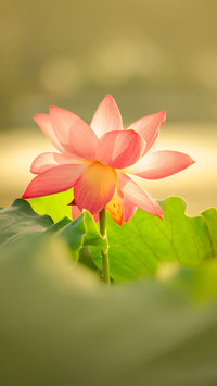 Lotus Flowers in the Morning Light