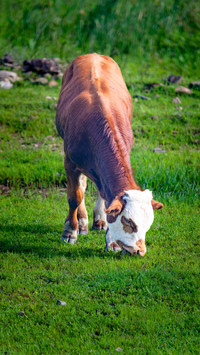 Yanbian yellow cattle