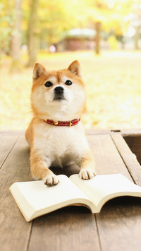柴犬微微一笑很倾城