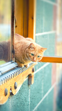 Cats in Ancient Buildings 14