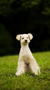 Why do dogs get thinner and thinner 49
