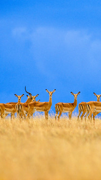 Impalas alarmed aepyceros melampus serengeti national