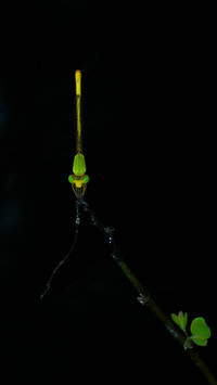 Insect by Rivu Gayen