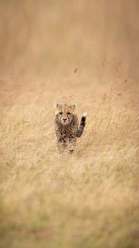 Cheetah cub in long grass approaches camera