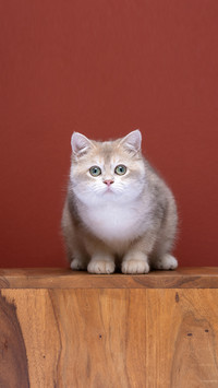Cute british shorthair kitten looking at camera curiously