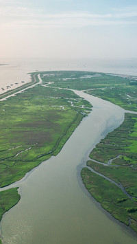 The morning light of qingcaosha wetland