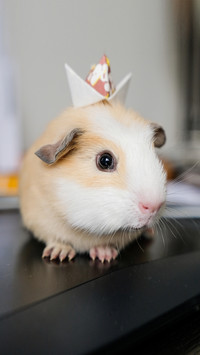 Raising guinea pigs is like raising rabbits 5