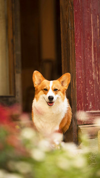 The behavior of dogs being spoiled 59