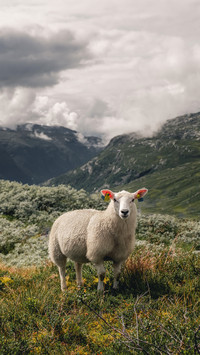 Happy sheep watching straight to camera