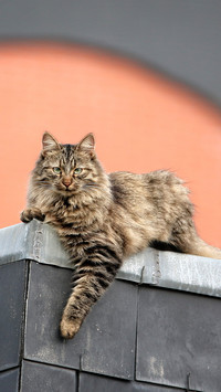 Why Cats Learn from Other Animals 8