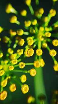 Dill flower buds