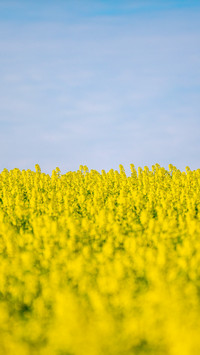 Spring scenery of rapeseed flower field