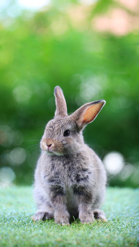 Young adorable bunny playing in garden