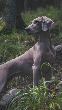 Dog (5)