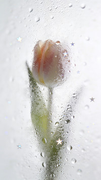 雾窗花屿，星落繁花