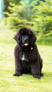 Nine ferocious dogs born and bred in China 2