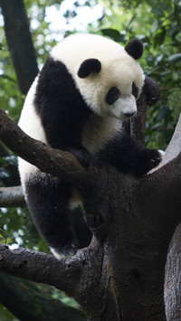 Lovely Panda in Forest