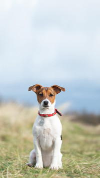 Jack Russell at the beach