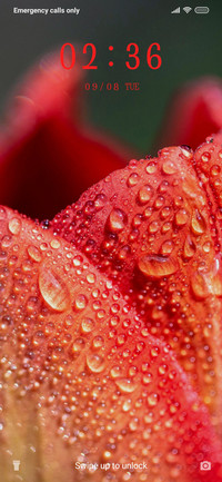 Rose Love_3MDS