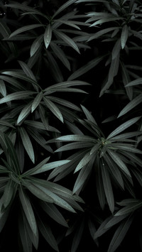 植物脉搏