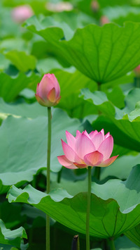 夏季荷花-拍信图库