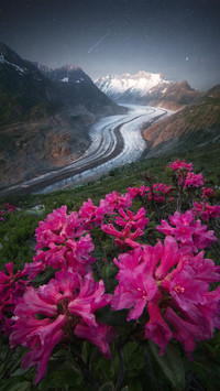 Flowers under the starry river